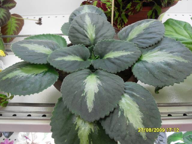 Хирита Brassicoides Marble Leaf колл Евглевской Марины