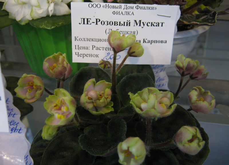 IMG_5825.JPG