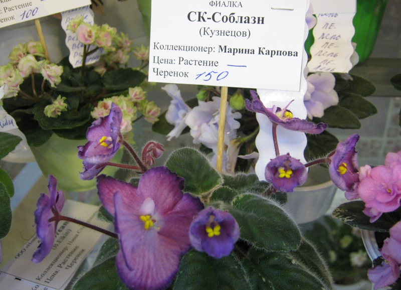 IMG_5831.JPG