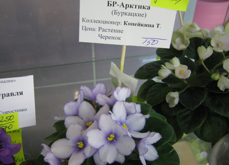 IMG_5833.JPG