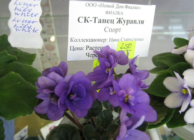IMG_5834.JPG