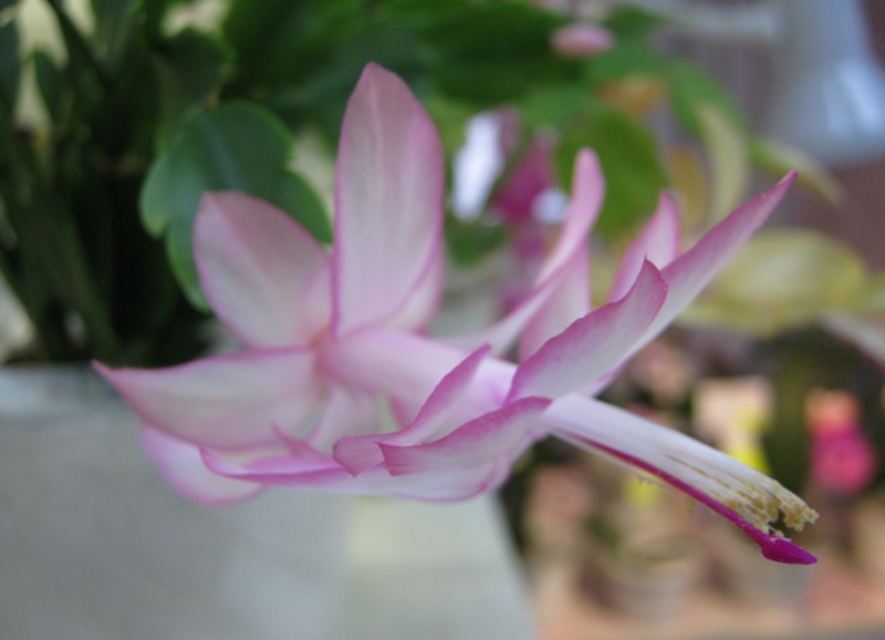 Галицкая Pink Edging (условно).JPG