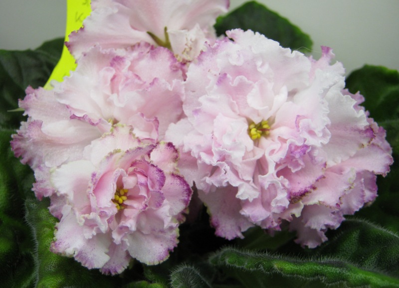 Галицкая ЛЕ-Кира.JPG
