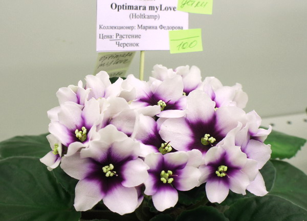 Optimara myLove.jpg