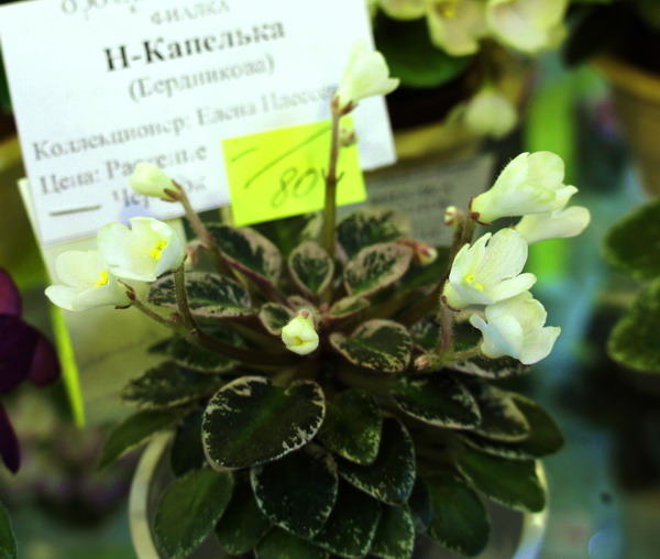 Н-Капелька.jpg