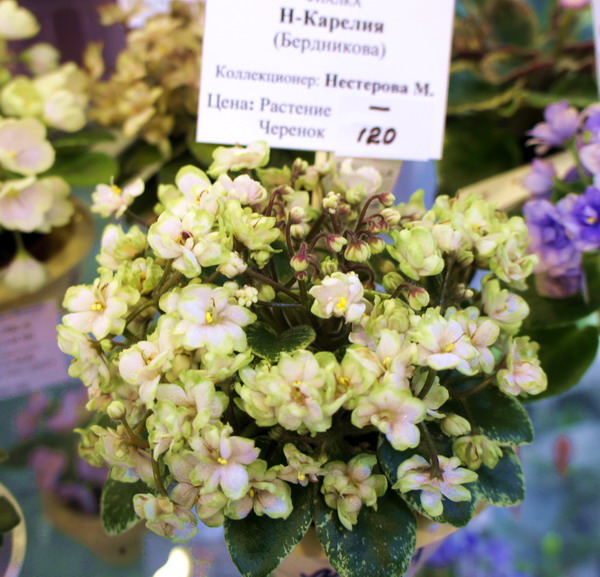 Н-Карелия.jpg