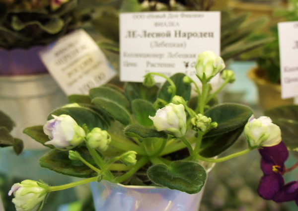 ЛЕ-Лесной Народец.jpg