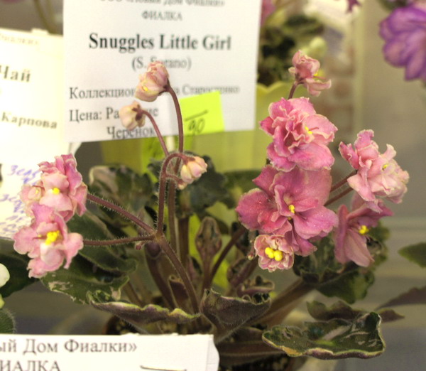 Snuggle's Little Girl.jpg