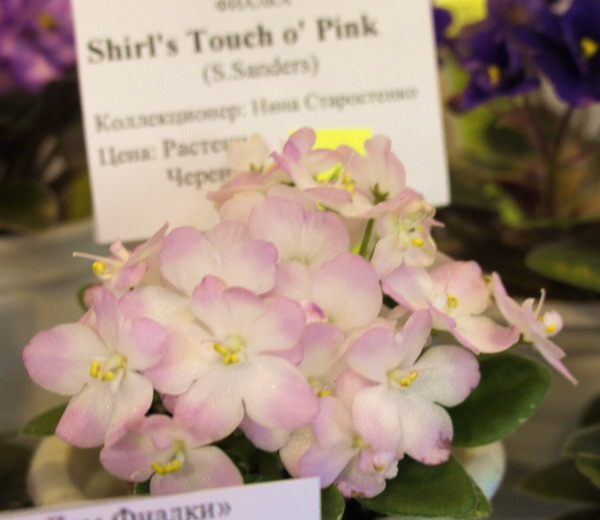 Shirl's Touch o' Pink.jpg