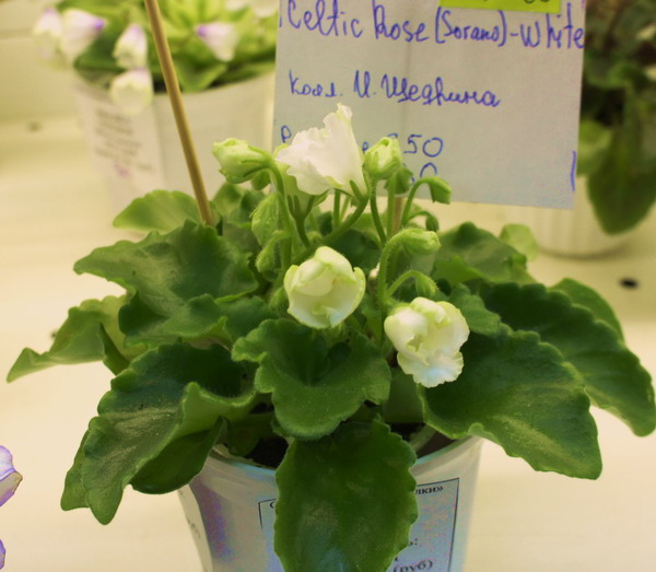 Celtic Rose White.jpg