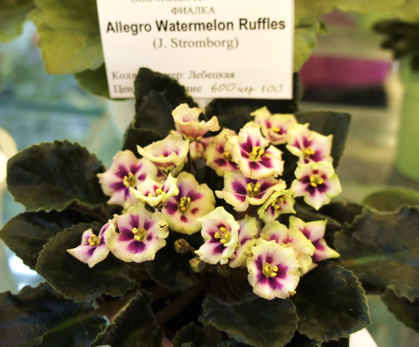 Allegro Watermelon Ruffles.jpg