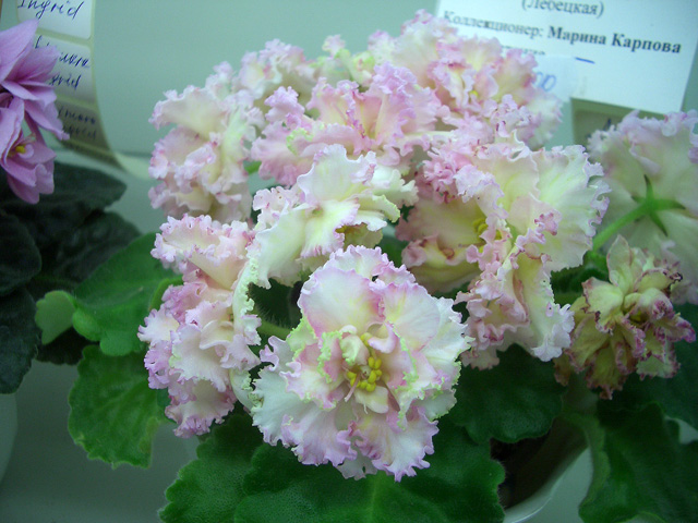 ЛЕ-Злато Скифов Марины Карповой.jpg