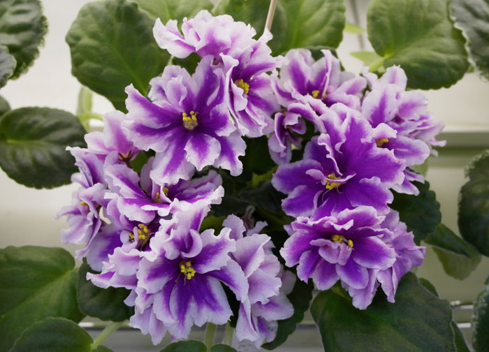 ЛЕ-Фуксиевая-Балерина-Копей.jpg