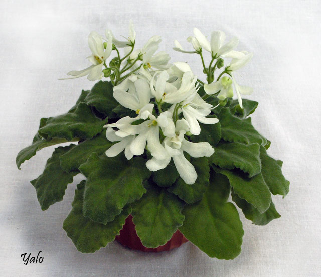 Lunar Lily White