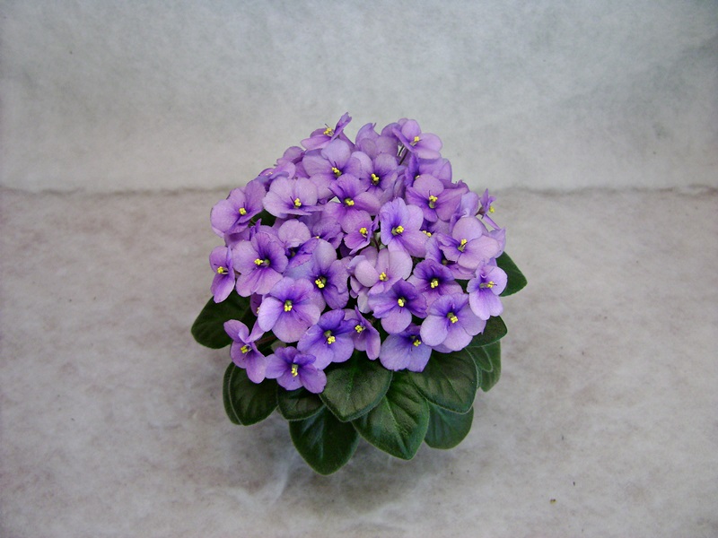 DSC01510ДФ.JPG