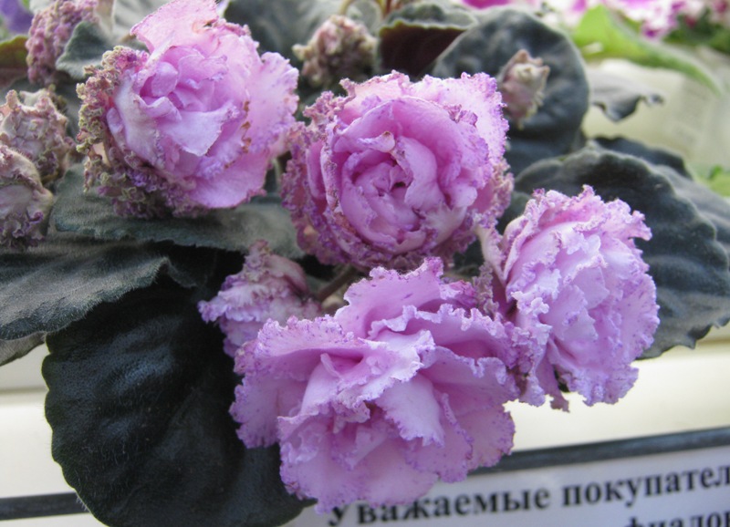 Кузина ПТ-Шарлиз..JPG