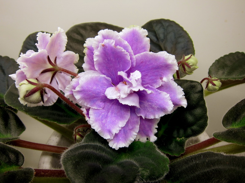 Данилина Lilac Fanfare.JPG