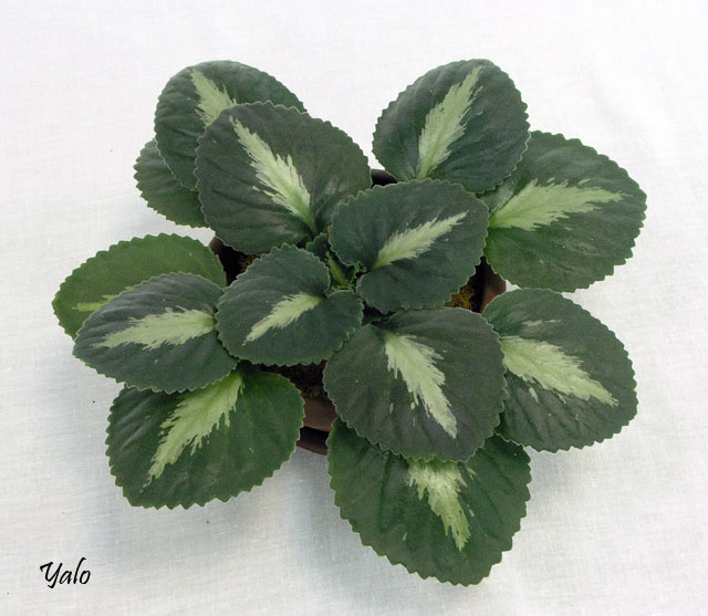хирита Brassicoides ‘Marble Leaf’