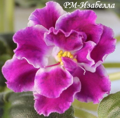 Изабелла.jpg