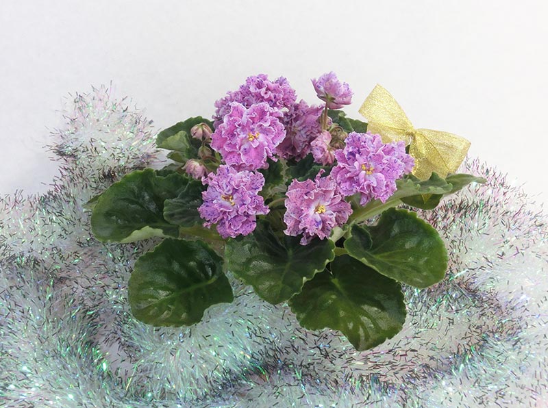 ЛЕ-Розмари.jpg