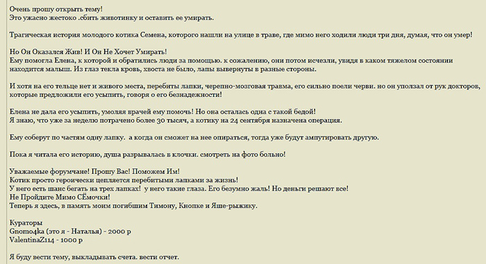 Кот Семён.jpg