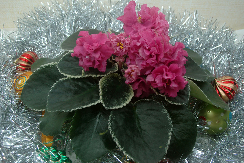 ЛЕ-Розовый-Зефир.jpg