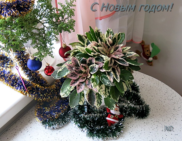 С Новым годом.JPG