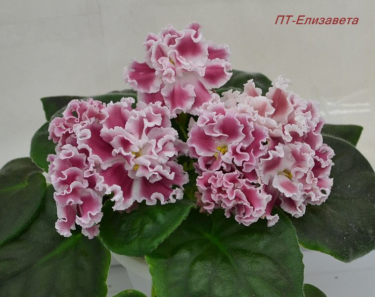 ПТ-Елизавета.JPG