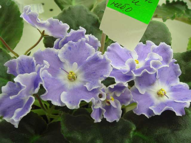 Старик-и-Небо.jpg