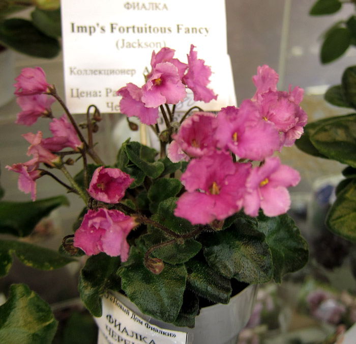 Imp's-Fortuitous-Fancy.jpg