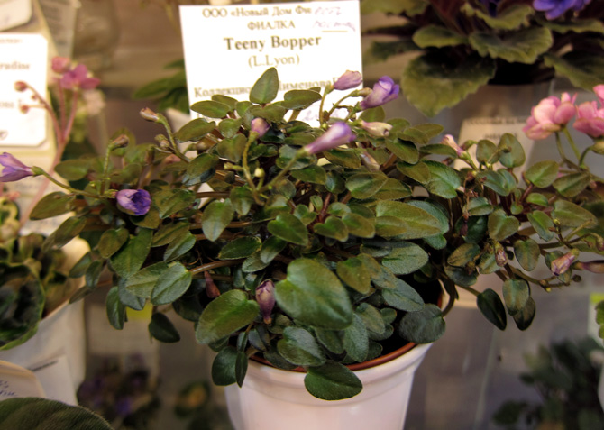 Teeny-Bopper.jpg