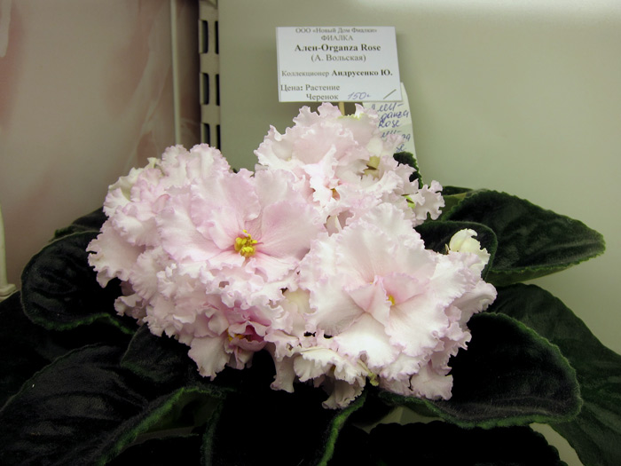 Ален-Organza-Rose.jpg