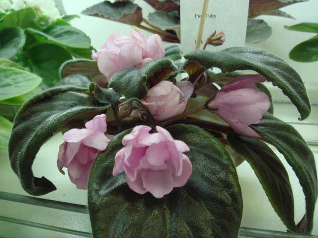 Pink-Tulip.jpg