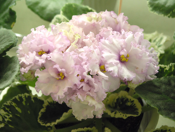 Pink Chablis (Sorano), колл. А. Кочеткова.