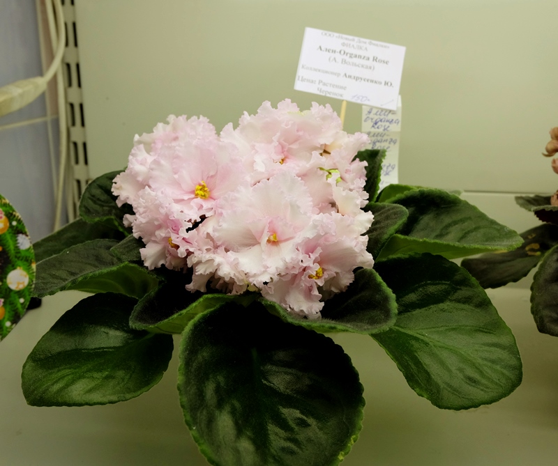 DSCF8498.JPG
