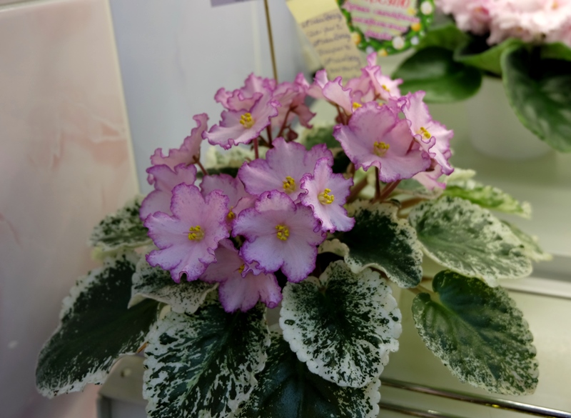 DSCF8499.JPG