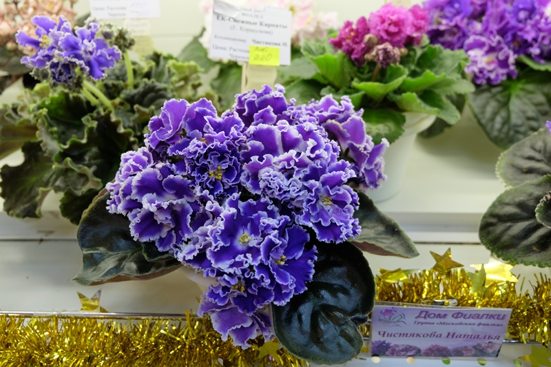 DSCF8501.JPG
