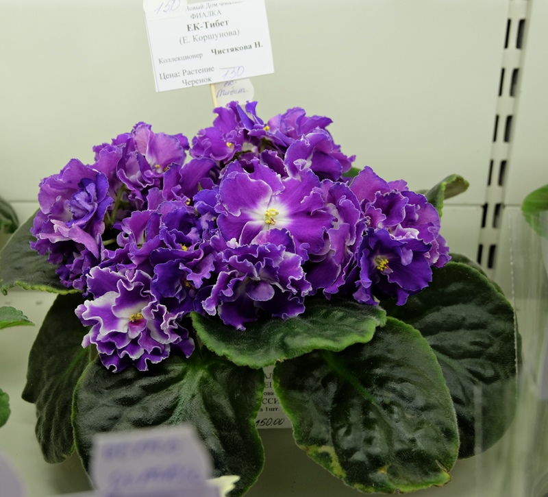 DSCF8503.JPG