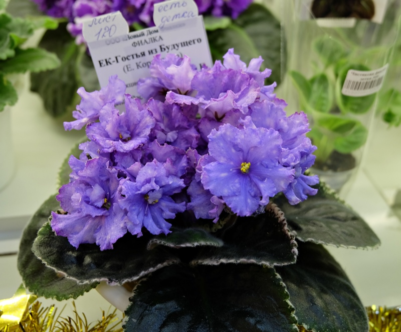 DSCF8505.JPG