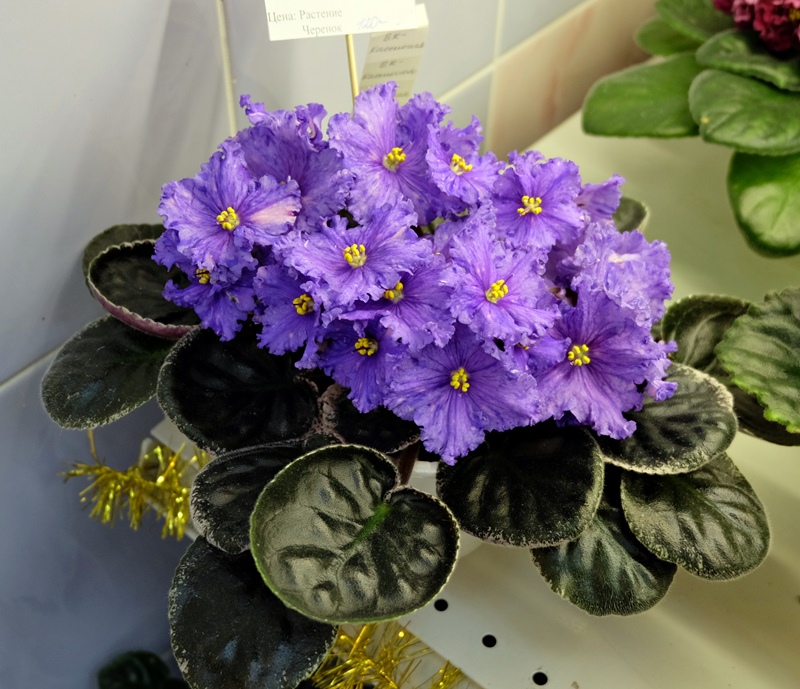 DSCF8506.JPG