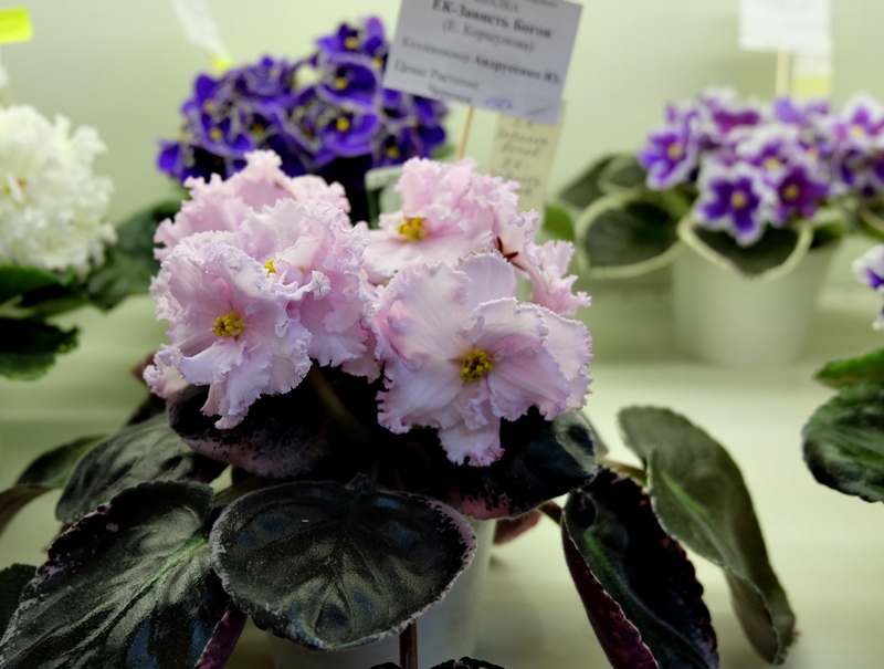 DSCF8507.JPG
