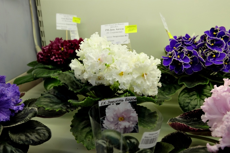 DSCF8508.JPG