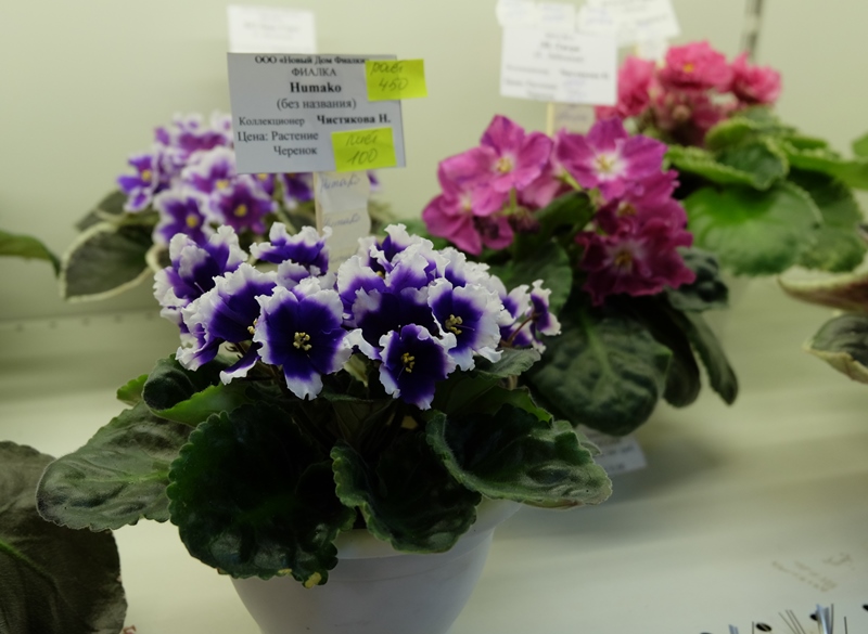 DSCF8509.JPG