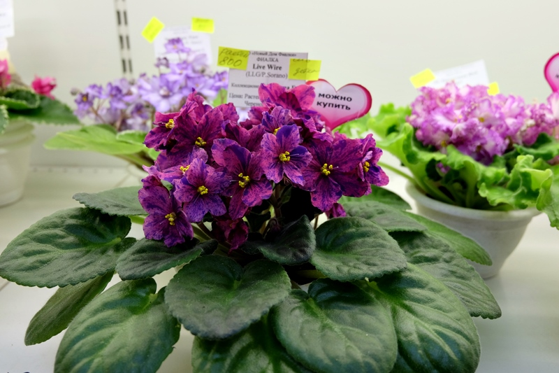 DSCF8510.JPG
