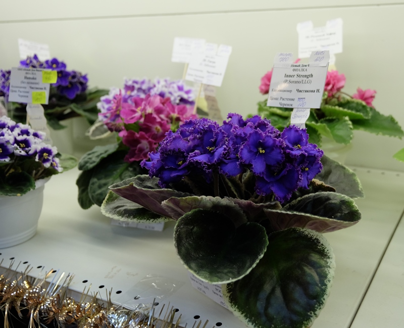 DSCF8513.JPG