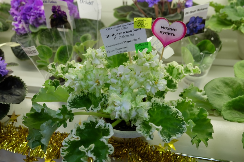 DSCF8514.JPG