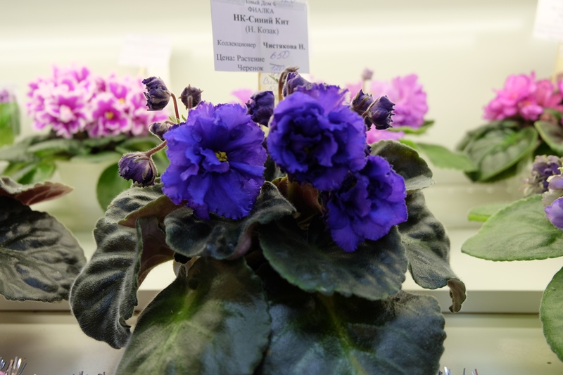 DSCF8518.JPG