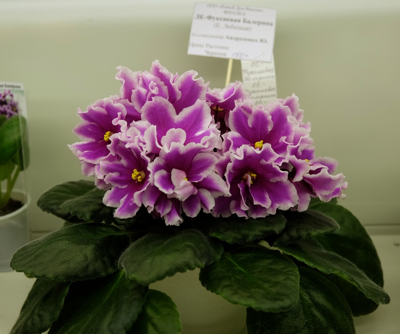 DSCF8520.JPG