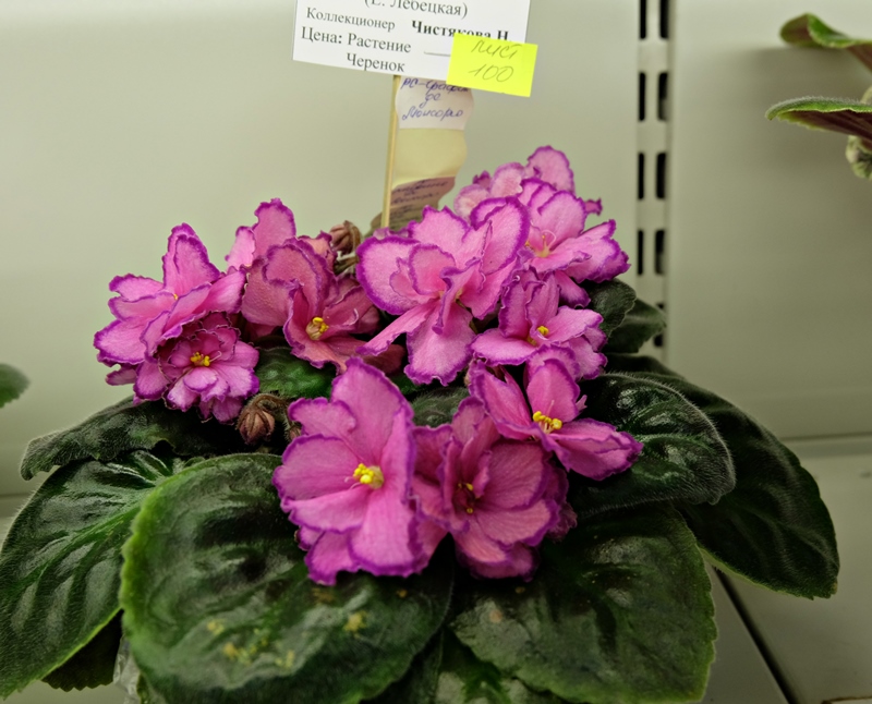 DSCF8525.JPG