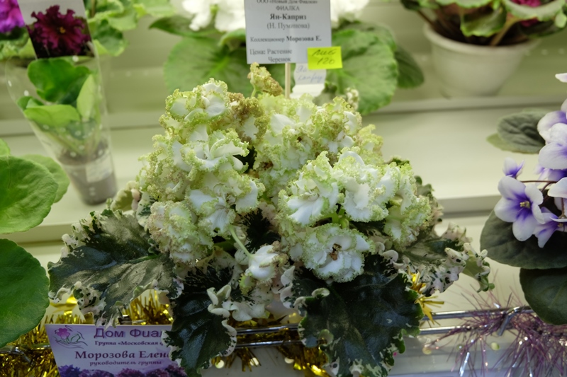 DSCF8526.JPG